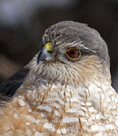 Sharp shinned Hawk 6897